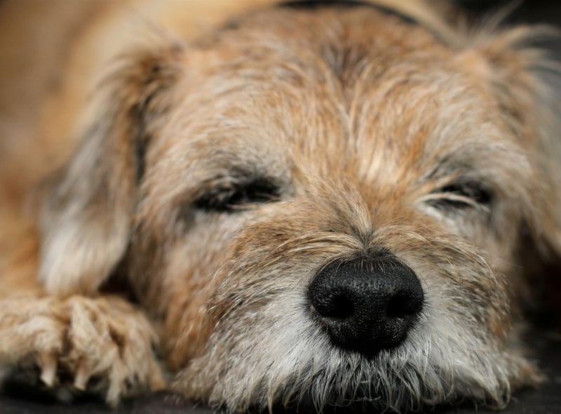 The breed has only been known as the Border Terrier since the late 1800s - before then it was referred to as the Coquetdale Terrier or Redesdale Terrier.