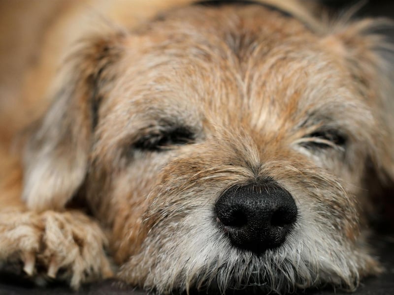 The breed has only been known as the Border Terrier since the late 1800s - before then it was referred to as the Coquetdale Terrier or Redesdale Terrier.