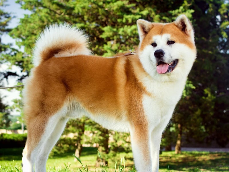 The Akita is one of the world's cleanest breeds of dog - taking an almost obsessive interest in keeping their coat immaculate at all times, similar to a cat.