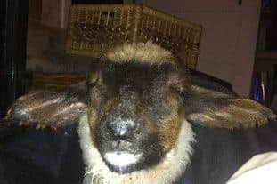 Angus the sheep, sleepy and content after his bottle in front of the log burner, a few hours before he died, September 2015.