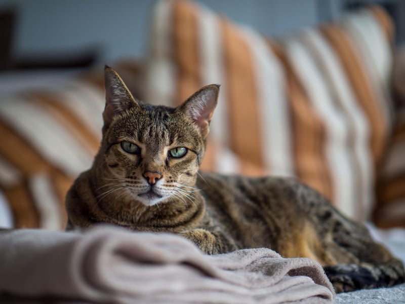 While the Savannah breed can suffer from a heart condition, they are generally a healthy breed that can live up to 20 years.