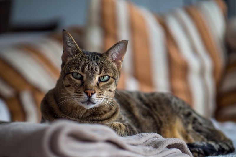 While the Savannah breed can suffer from a heart condition, they are generally a healthy breed that can live up to 20 years.