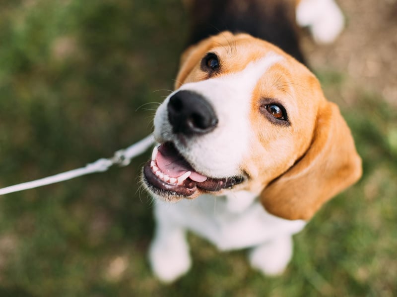 In 2010 a five-year-old Beagle called Frodo won the PDSA Gold Medal for bravery (the animal George Cross) after he woke his owner and led his family to safety when smoke detectors failed to go off during a house fire.