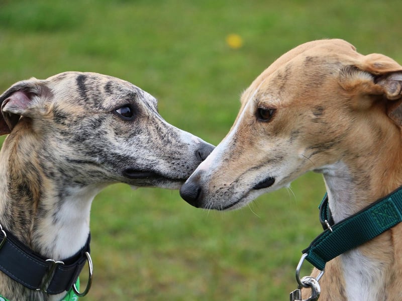 A lovely name for a lovely breed of dog - Belle comes fourth in our list. It's a French name meaning 'beautiful'.