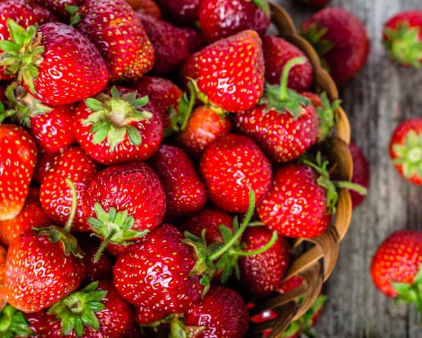 Weather volatility could shorten strawberry harvest windows (Picture: stock.adobe.com)
