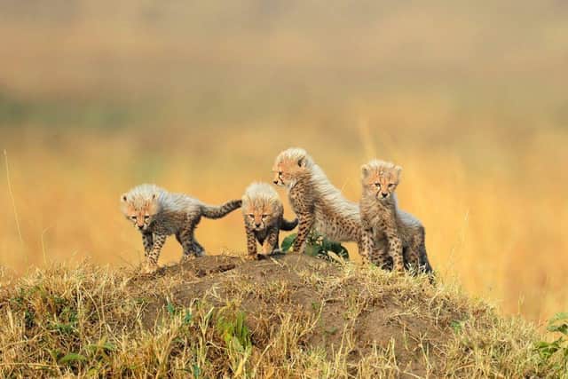 Adorable cheetah cubs, captured on camera by Paul McDougall - Animal News Agency