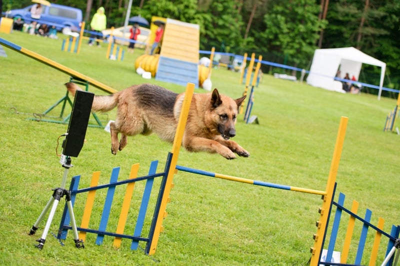 There's very little German Shepherds don't excel at, from being brilliant guard dogs and police dogs, to being wonderful family pets and guide dogs. You can add agility to the list, with the breed more than making up with their comparative lack of speed with a dedication to perfection.