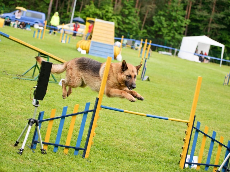 There's very little German Shepherds don't excel at, from being brilliant guard dogs and police dogs, to being wonderful family pets and guide dogs. You can add agility to the list, with the breed more than making up with their comparative lack of speed with a dedication to perfection.