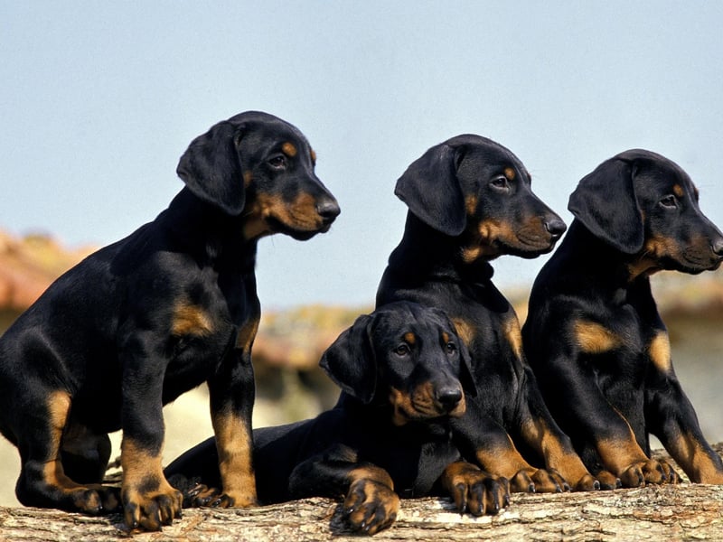 While large Dobermanns, also known as Doberman Pinschers, may cost you more than other dogs when it comes to pet food, they'll not require the services of a groomer. A weekly brush will get rid of any loose hair and that's all they need to maintain a healthy and shiny coat.
