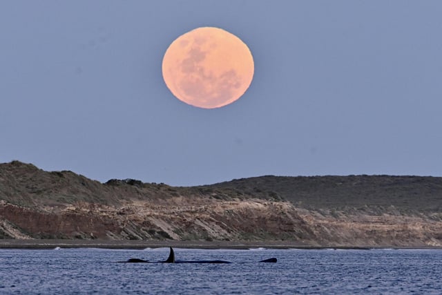A whale is seen as a full Hunter's Moon rises in Puerto Madryn.