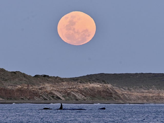A whale is seen as a full Hunter's Moon rises in Puerto Madryn.