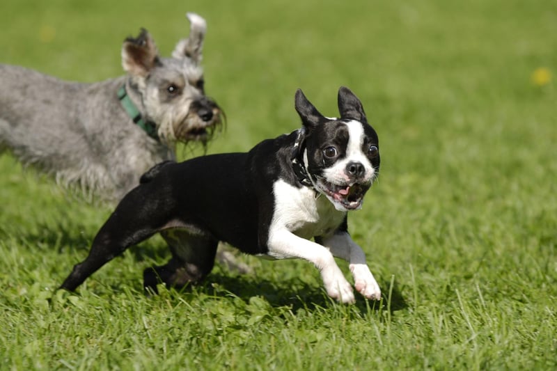 Boston Terriers are filled with so much energy it's a good idea to have a regular canine playdate set up so they can burn off some of their excitement.