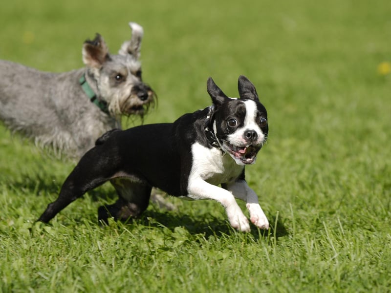 Boston Terriers are filled with so much energy it's a good idea to have a regular canine playdate set up so they can burn off some of their excitement.