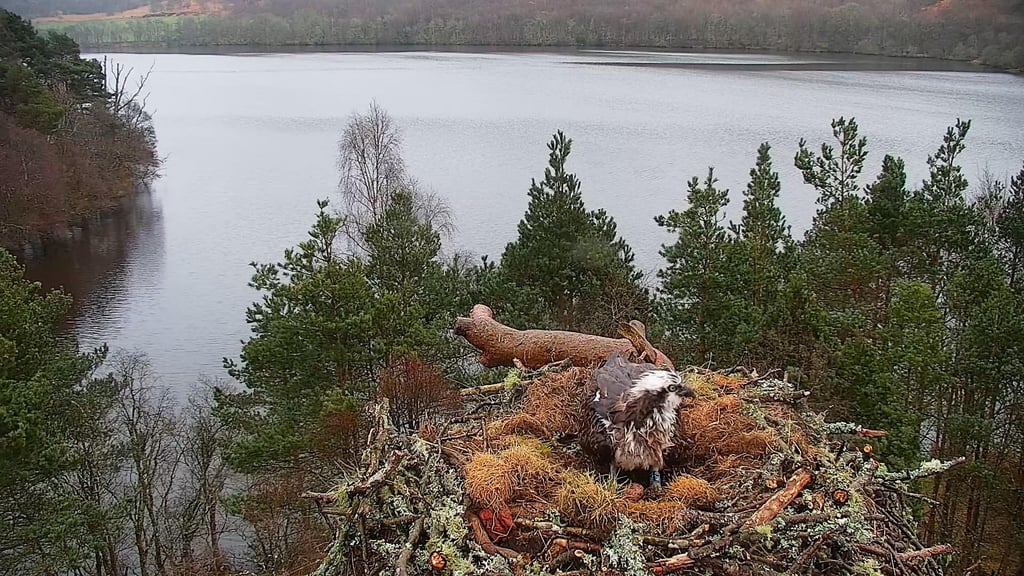 Hat-trick of eggs for Perthshire osprey NC0 after mate fends off intruders