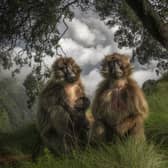 The Grassland Geladas by Marco Gaiotti, Italy, of Gelada monkeys in the Simien Mountains of Ethiopia, which has been shortlisted for the Wildlife Photographer of the Year People's Choice Award.