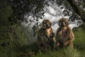 The Grassland Geladas by Marco Gaiotti, Italy, of Gelada monkeys in the Simien Mountains of Ethiopia, which has been shortlisted for the Wildlife Photographer of the Year People's Choice Award.