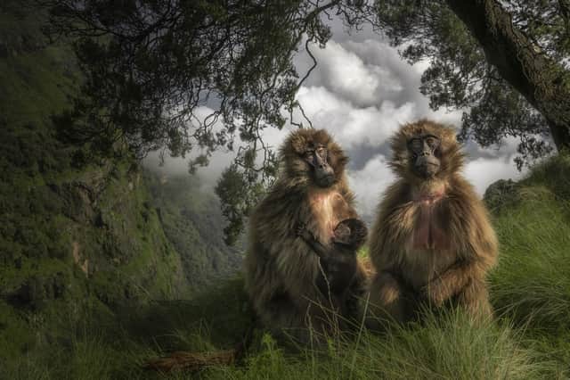 The Grassland Geladas by Marco Gaiotti, Italy, of Gelada monkeys in the Simien Mountains of Ethiopia, which has been shortlisted for the Wildlife Photographer of the Year People's Choice Award.