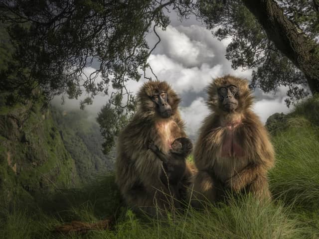 The Grassland Geladas by Marco Gaiotti, Italy, of Gelada monkeys in the Simien Mountains of Ethiopia, which has been shortlisted for the Wildlife Photographer of the Year People's Choice Award.