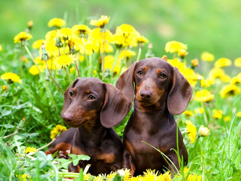 Due to their association with Germany, during World War One many American Dachshund owners chose to call their dogs 'liberty hounds' in an attempt to reduce the stigma of having an 'enemy dog'.