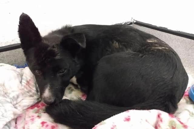 Jake the Border Collie not long after being found. Pictures: Scottish SPCA