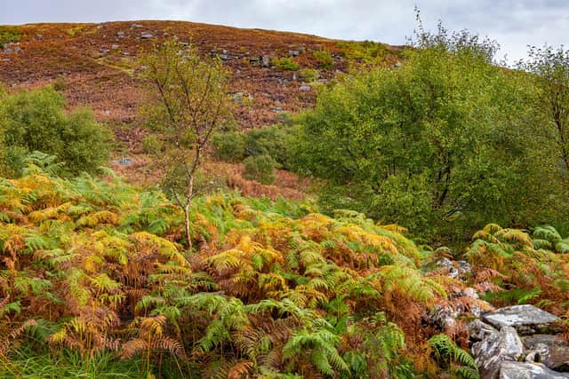 Scotland's unique Atlantic rainforests, found on the country's west coast, are as significant and rarer globally than their tropical equivalents