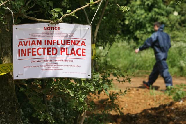 Outbreaks of bird flu, or avian influenza, increase the chances that the virus will jump the species barrier into humans (Picture: Matt Cardy/Getty Images)