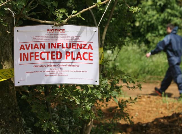 Outbreaks of bird flu, or avian influenza, increase the chances that the virus will jump the species barrier into humans (Picture: Matt Cardy/Getty Images)