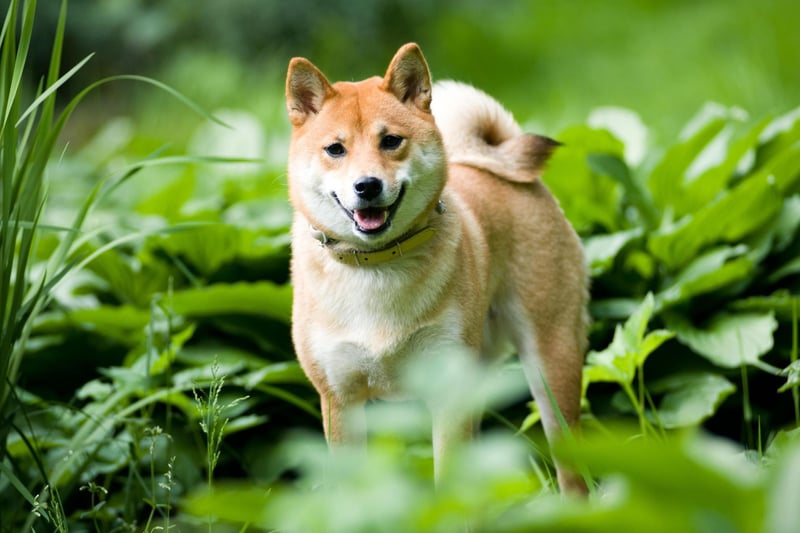 The highly intelligent Shiba Inu, originally from Japan, is another dog that usually only barks when there is a very good reason for it to do so.