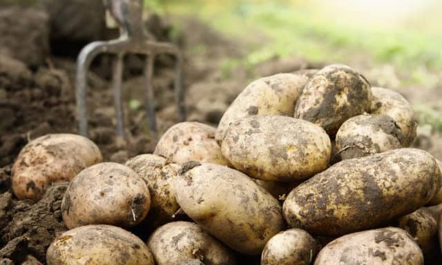 Seed potatoes