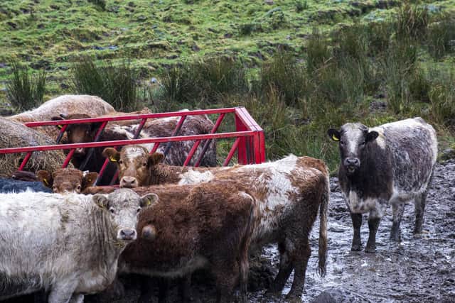 Improving the health of livestock would help reduce methane emissions, the Ruminant Health and Welfare Group report says