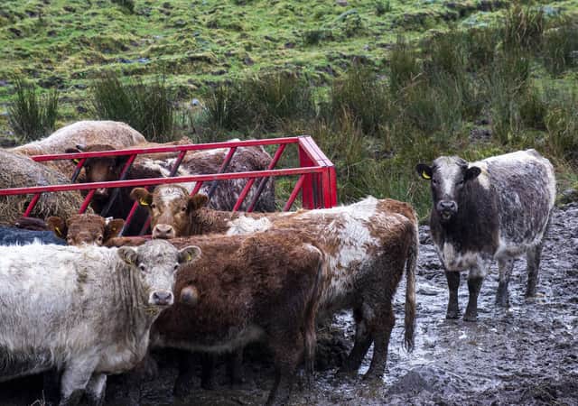 Improving the health of livestock would help reduce methane emissions, the Ruminant Health and Welfare Group report says
