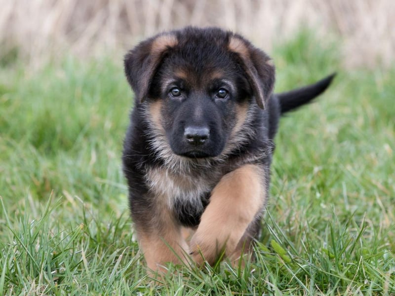 They may be a common breed familiar to most, but first time owners should have a long hard think before welcoming a German Shepherd into their homes. They need a huge amount of mental and physical stimulation so unless you are prepared to put in the time look elsewhere for a four-legged friend.