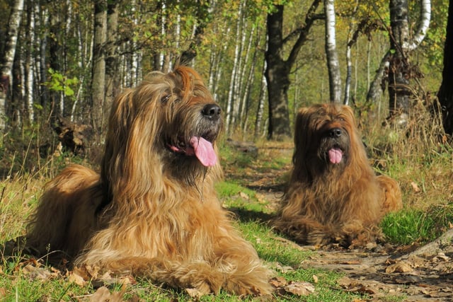 Most people won't even have heard of the Briard - a French breed historically used for herding and defending sheep. They are now often used for search and rescue missions, as well as making fearless guard dogs and watchdogs.