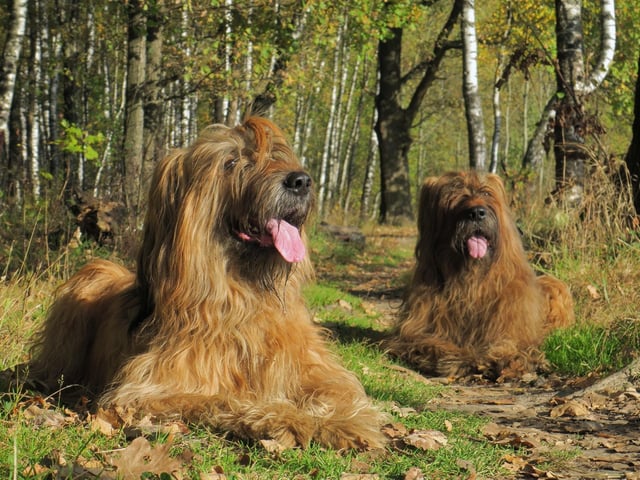 Most people won't even have heard of the Briard - a French breed historically used for herding and defending sheep. They are now often used for search and rescue missions, as well as making fearless guard dogs and watchdogs.