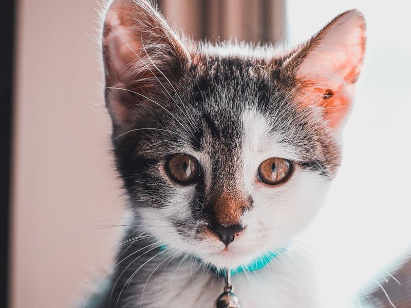 The cute Manx is an adorable breed that is characterised by its lack of tail. But what it lacks in tail it makes up with love and affection.