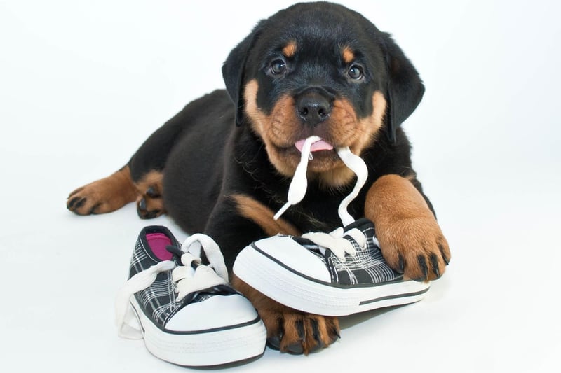 Rottweilers are mainlya docile and lovable breed but they are known to chew for a number of reasons, including just as a way to explore their surroundings. Anxiety, stress and boredom can make it worse, but it's generally nothing a good daily play can't sort out.