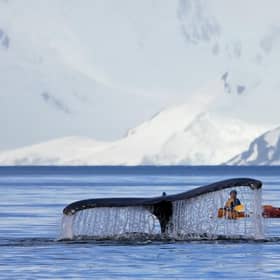 A humpback whale (Picture: Martin Schneiter)