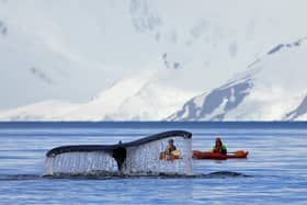 A humpback whale (Picture: Martin Schneiter)