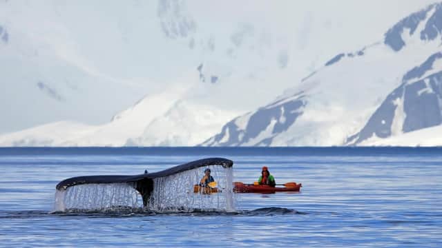 A humpback whale (Picture: Martin Schneiter)