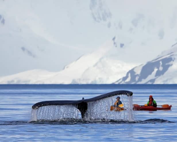 A humpback whale (Picture: Martin Schneiter)