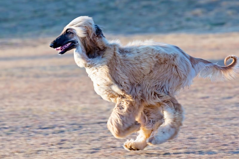 In joint bronze medal position for quickest canine is the Afghan Hound. At top speed they are a blur of fur, running at 40mph.