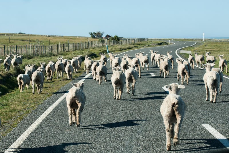 While you can definitely find "runaway sheep causes traffic jam" news updates in Scotland, it's only sometimes the case. Scotland has many single track roads with a lot of open fields for grazing livestock, however this is rarely what causes traffic jams especially in more urban areas. So long as you drive slowly and carefully around any misplaced livestock, and keep a watchful eye in case any suddenly dart out from under a hedge, you will be fine.