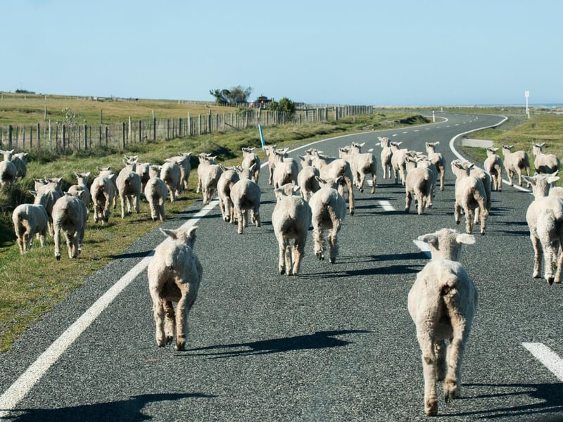 While you can definitely find "runaway sheep causes traffic jam" news updates in Scotland, it's only sometimes the case. Scotland has many single track roads with a lot of open fields for grazing livestock, however this is rarely what causes traffic jams especially in more urban areas. So long as you drive slowly and carefully around any misplaced livestock, and keep a watchful eye in case any suddenly dart out from under a hedge, you will be fine.