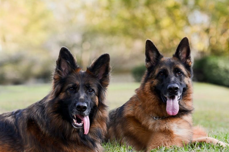 Taking second place is the German Shepherd, with nearly one in five (9.8 per cent) mums choosing this dog as their favourite. Perhaps chosen for their protective but loving nature, the German Shepherd is a large breed that makes a great pet.