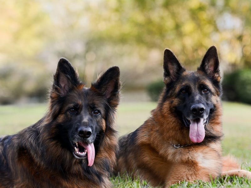 Taking second place is the German Shepherd, with nearly one in five (9.8 per cent) mums choosing this dog as their favourite. Perhaps chosen for their protective but loving nature, the German Shepherd is a large breed that makes a great pet.