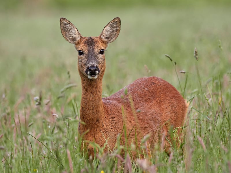 All four of Scotland's deer species - red, roe, fallow and sika - can be seen during winter, but it's the roe deer you are most likely to spot. A walk in any local wood - including in some city parks - is likely to result in a sighting, particularly as they're easier to see when trees and hedges are bare.