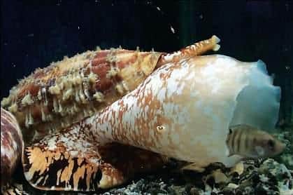 The marine cone snail Conus geographus hunting a fish. Pic: Baldomero Olivera, National Institute of Health