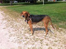 A breed believed to date back to the 16th century, the Kerry Beagle was first bred to hunt stags. They were exported to the USA and used in the development of the Coonhound and American Foxhound.