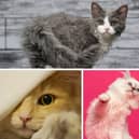 Looking for a cute cat with loads of fur? These 10 cat breeds should do the trick. Cr: Getty Images/Canva Pro