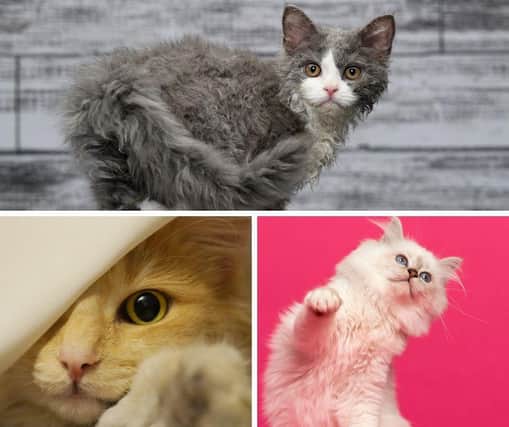 Looking for a cute cat with loads of fur? These 10 cat breeds should do the trick. Cr: Getty Images/Canva Pro